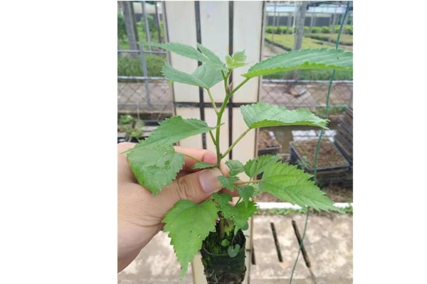 蜜柚视频了app下载汅api免费下载