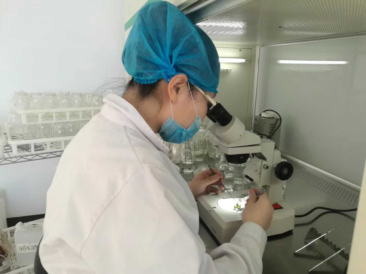 蜜柚视频了app下载汅api免费下载苗，蜜柚视频了app下载汅api免费下载，组织培养